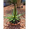 Agave garciae mendozae v šírke 38 cm 1