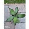 Agave flexispina v šírke 30 cm-1