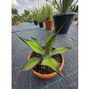 Agave flexispina v šírke 30 cm 3