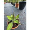 Agave flexispina v šírke 30 cm 2