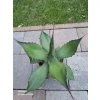 Agave flexispina v šírke 30 cm