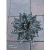 Agave victoriae-reginae v šírke 17 cm