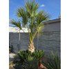 Sabal palmetto v celkovej výške 350 cm