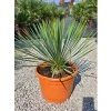 Yucca rostrata v celkovej výške 65 cm 1
