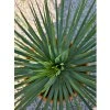 Yucca rostrata v celkovej výške 65 cm 2
