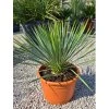 Yucca rostrata v celkovej výške 65 cm