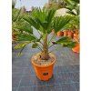 Trachycarpus wagnerianus vo výške 70 75 cm