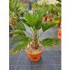Trachycarpus wagnerianus vo výške 70 75 cm 1