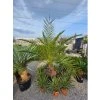 Phoenix canariensis v celkovej výške 220 cm 1