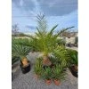 Phoenix canariensis v celkovej výške 220 cm 2