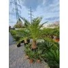 Phoenix canariensis v celkovej výške 220 cm
