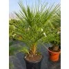 Chamaerops humilis celkovej výške 135 cm