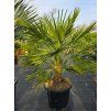 Chamaerops humilis v celkovej výške 130 cm