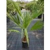 Chamaerops humilis v celkovej výške 85 cm