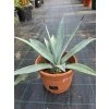 Agave winteriana v šírke 65 cm