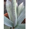 Agave winteriana v šírke 65 cm 1