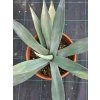 Agave winteriana v šírke 65 cm 2