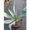 Agave franzosinii v šírke 50 cm