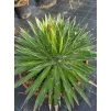 Agave filifera v šírke 55 cm 2