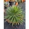 Agave filifera v šírke 55 cm