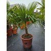 Trachycarpus fortunei v celkovej výške 120 cm 2