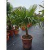 Trachycarpus fortunei v celkovej výške 120 cm