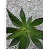 Agave chiapensis v šírke 45 cm 1