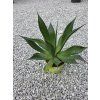 Agave chiapensis v šírke 45 cm 2