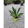 Agave chiapensis v šírke 45 cm