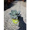 Agave pygmaea Dragon Toes v šírke 23 cm