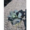 Agave pygmaea Dragon Toes v šírke 23 cm 1