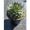 Agave parryi ‘Red Edge’ v šírke 27 cm 1