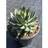 Agave parryi ‘Red Edge’ v šírke 27 cm 2