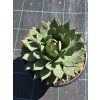 Agave parryi ‘Red Edge’ v šírke 27 cm