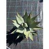 Agave montana v šírke 40 cm 1