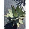 Agave montana v šírke 40 cm 2