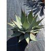 Agave montana v šírke 40 cm 3
