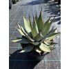 Agave montana v šírke 40 cm