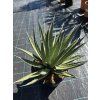 Agave lechuguilla v šírke 45 cm