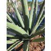 Agave lechuguilla v šírke 45 cm-2