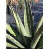 Agave lechuguilla v šírke 45 cm-3
