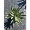 Agave lechuguilla v šírke 45 cm-1