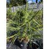 chamaerops-humilis-vo-vyske-140-cm-1
