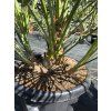 chamaerops-humilis-vo-vyske-140-cm-2