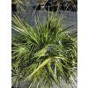 chamaerops-humilis-vo-vyske-140-cm-3