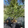 chamaerops-humilis-vo-vyske-140-cm