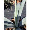 agave-winteriana-v-sirke-60-cm-2
