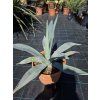 agave-winteriana-v-sirke-60-cm