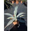 agave-winteriana-v-sirke-60-cm-3