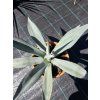 agave-winteriana-v-sirke-60-cm-1